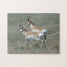 A0027 Pronghorn Antelope Jigsaw Puzzles