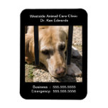 dog, labrador retriever, pet, veterinarian, pet