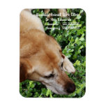 dog, labrador retriever, pet, veterinarian, dog