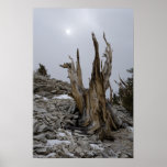 a3201 - Bristlecone Pine, Patriarch Grove Poster