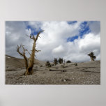 a3312 - Bristlecone Pines, White Mountains posters