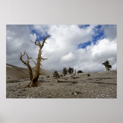 a3312 - Bristlecone Pines, White Mountains Poster by 5500DegreeStudio