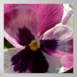 a6 Pale Purple Pansy Poster