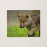 A baby wolf jigsaw puzzles