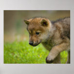 A baby wolf print