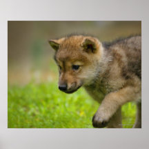 A baby wolf print