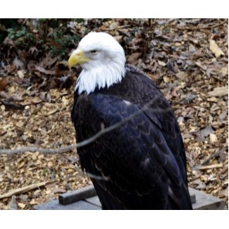 A Bald Eagle mousepad