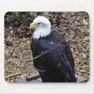 A Bald Eagle Mousepad