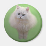 A ball of fluff white kitten fridge magnets