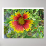 A beautiful Blanket Flower Poster