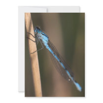 A Beautiful Blue Dragonfly Invitation