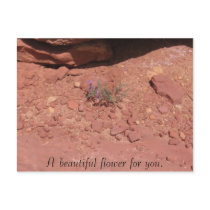 A beautiful flower for you. postcards by plow_dawg A beautiful flower for you. postcards