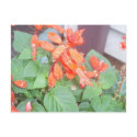 A beautiful orange Salvia bloom postcards by LPeyinghaus A beautiful orange Salvia bloom postcards