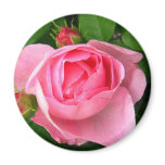 pink, rose, rose, roses, beautiful, roses,