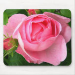 pink, rose, rose, roses, beautiful, roses,