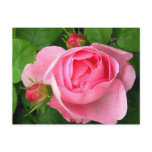 pink, rose, rose, roses, beautiful, roses,