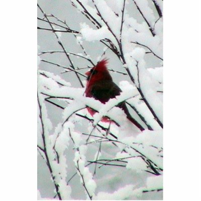 A Beautiful Red Cardinal In The Bushes Covered Wit Cut Out by animalpark