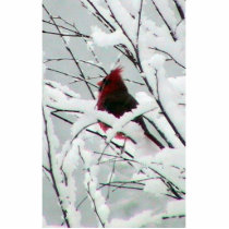 A Beautiful Red Cardinal In The Bushes Covered Wit Cut Out