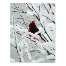 A Beautiful Red Cardinal In The Bushes Covered Wit Post Card