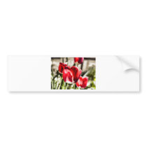 A beautiful Tulip Bumper Stickers