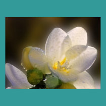 A beautiful white unknown flower, on a poster posters