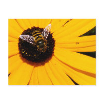 A Bee's Life postcards