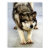 wolf, wolves, animal, wild, nature, stretch, ice