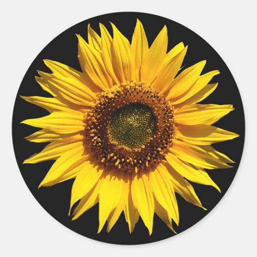 A Big Yellow Sunflower Classic Round Sticker Zazzle