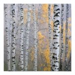 a birch grove in the haze fragment trunks.