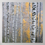 a birch grove in the haze fragment trunks. posters