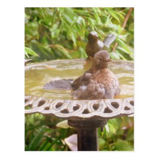 A Bird In The Bath Postcard