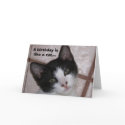 A birthday is like a cat... cards by supermuper A birthday is like a cat... cards