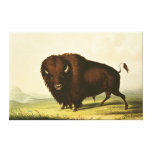 A Bison, c.1832