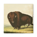A Bison, c.1832 Fridge Magnets