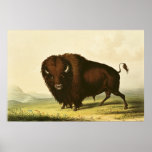 A Bison, c.1832 posters