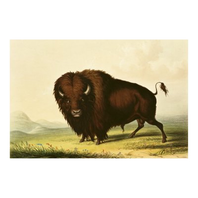 A Bison, c.1832 Poster by bridgemanart