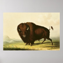 A Bison, c.1832 Poster