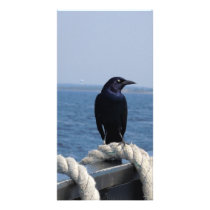 A Black Bird on the Ferry Photo Greeting Card
