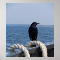 A Black Bird on the Ferry Poster