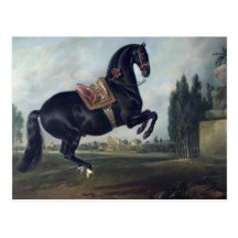 A black horse performing the Courbette Post Card