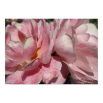 A Blush of Peach on Pink Rose Poster posters