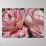 A Blush of Peach on Pink Rose Poster