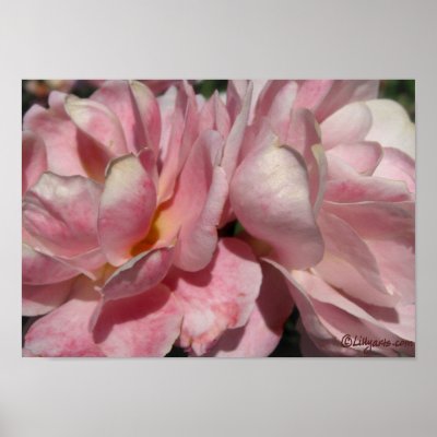 A Blush of Peach on Pink Rose Poster by naturalilly
