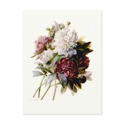 A Bouquet Of Peonies by Pierre-Joseph Redouté Post Cards by Botany_Boy