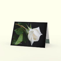 A Bow to Morning cards