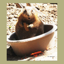 A Bowl Of Groundhog And Veggies posters