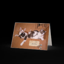 A Box of Kittens (customizable) cards