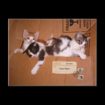 A Box of Kittens (customizable) postcards