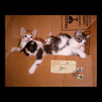 A Box of Kittens (customizable) posters