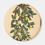 A branch of lemons, Limone, Garda, Lake of, Italy Refrigerator Magnets